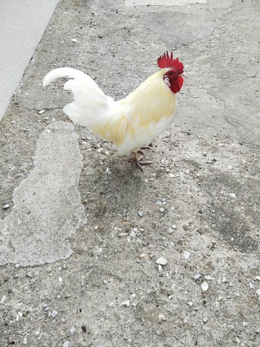 Garnizes crescidos Machos