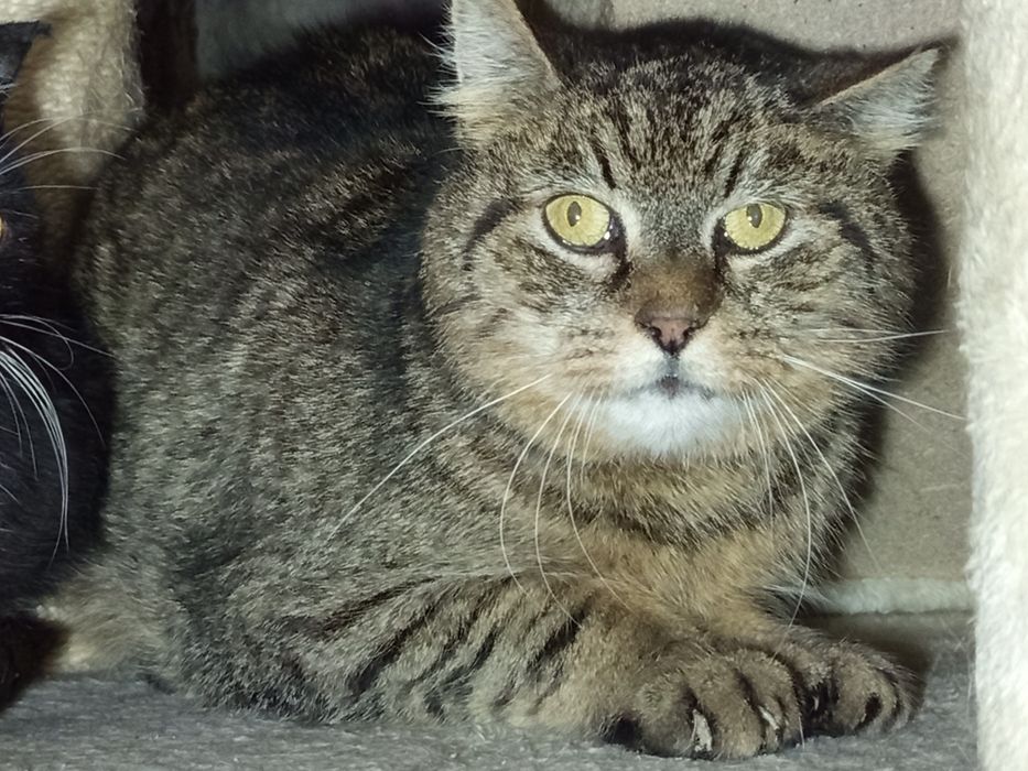 Ryś niestety wrócił z adopcji..