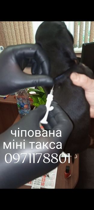 Міні-такса повністю готова переїздити за кордон