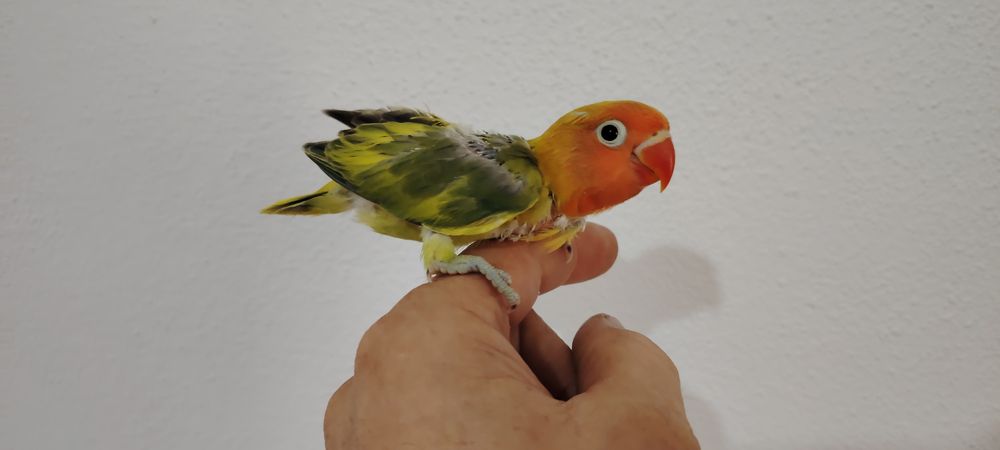 Agapórnis Fischer Opalinno.