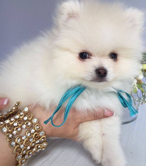 Неймовірні Шпіци VIP  Хлопчики та Дівчатка