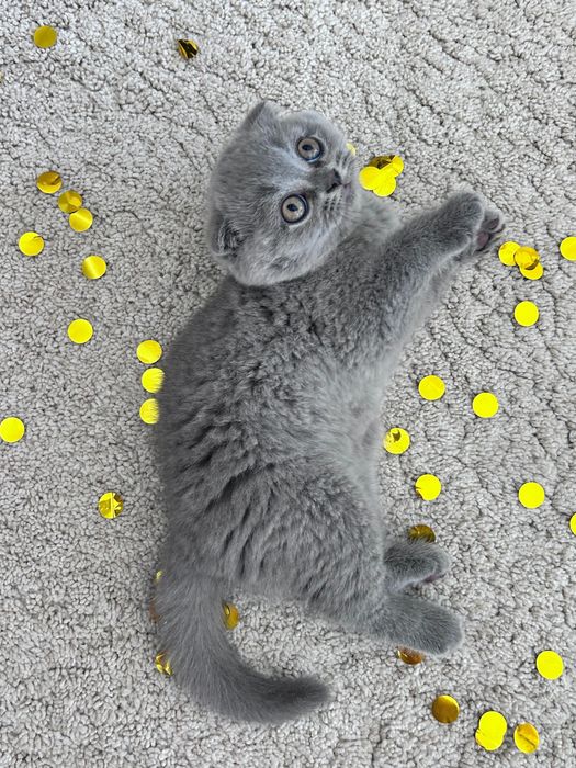 Gatinho Scottish Fold azul