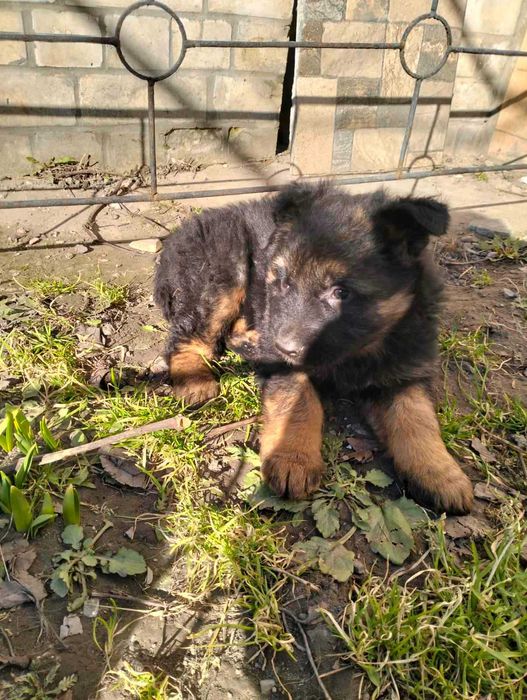 Німецька вівчарка