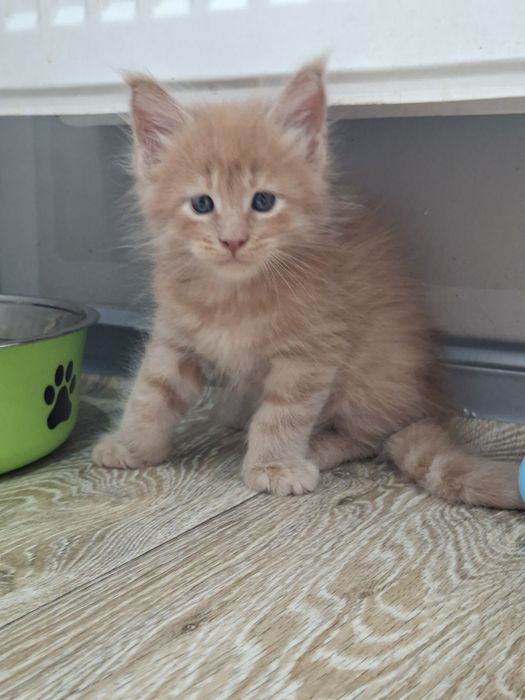 Rudy kocurek Maine Coon