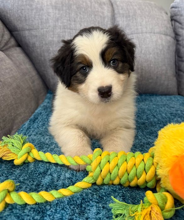 Owczarek australijski piesek FCI ZKwP