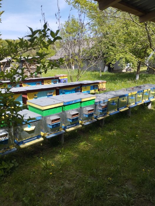 Продам мед з власної пасіки.
