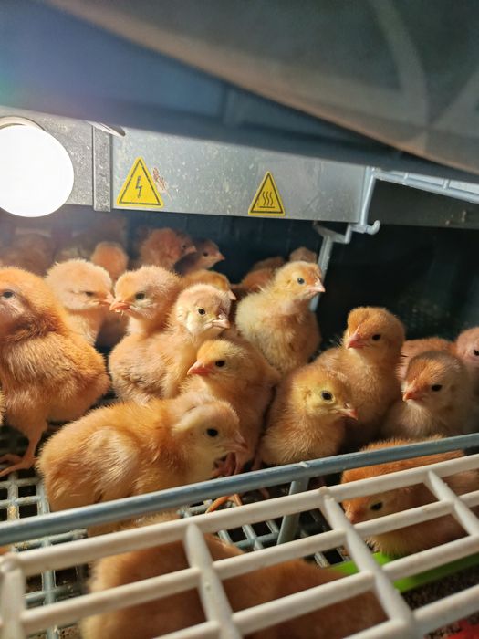 Pisklęta kurki nioski