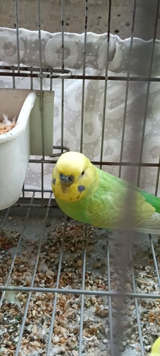 Piriquitos com tudo incluído