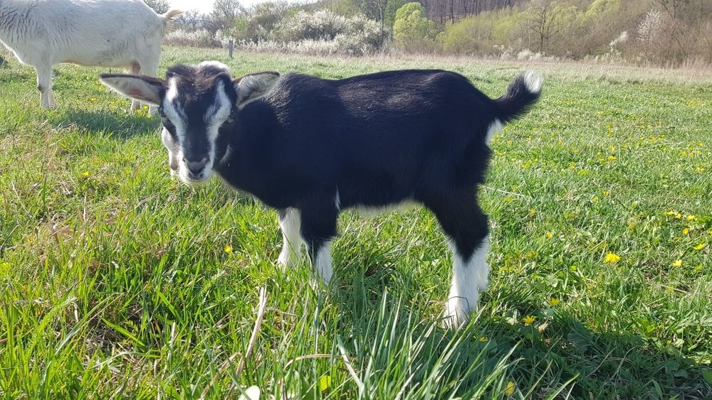 Продам цапика 1 місяць