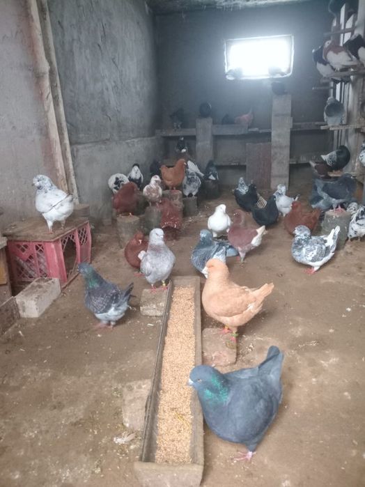 Golebie Kingi Kingi 40szt