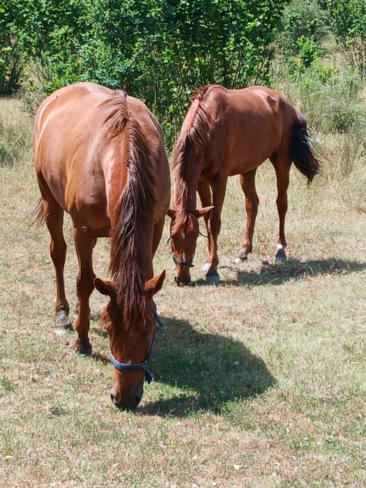 Cavalos Lusitanos  a Vende