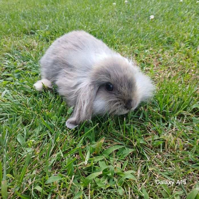 Królik miniaturka mini lop teddy