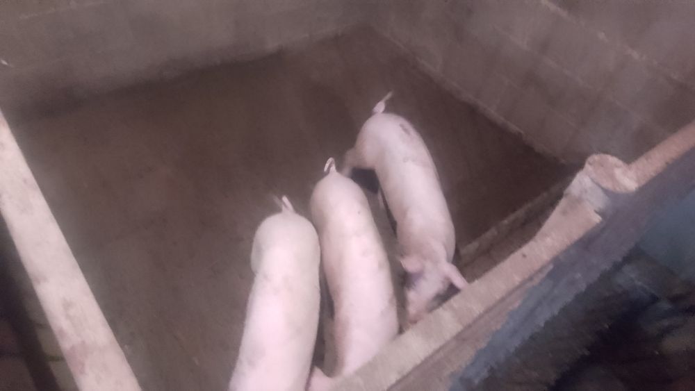 Продам свинки велика біла вік 3 місяці, вже підсвенки
