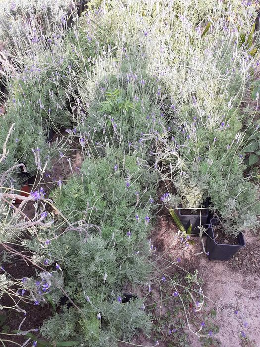 Alfazemas em vasos 7L