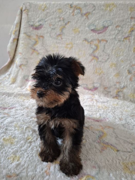 York shire terrier szczeniaczek