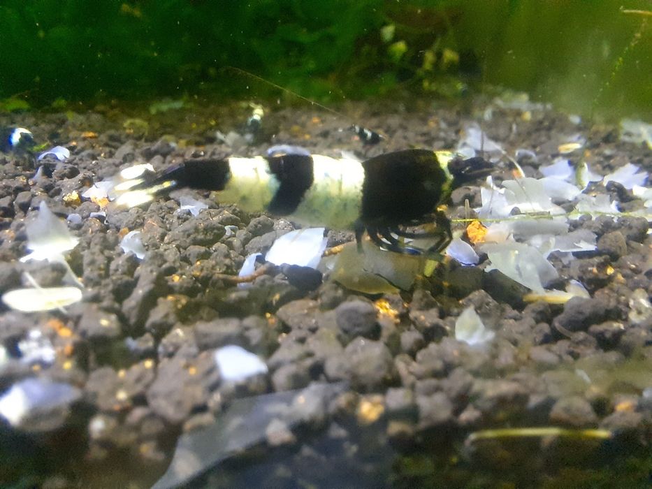 krewetki akwariowe Cardina taiwan  panda black