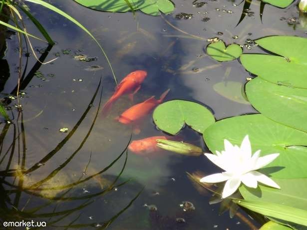 Золотая рыбка (комета)