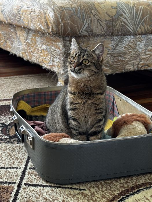 Ліза 1 рік щукає родину