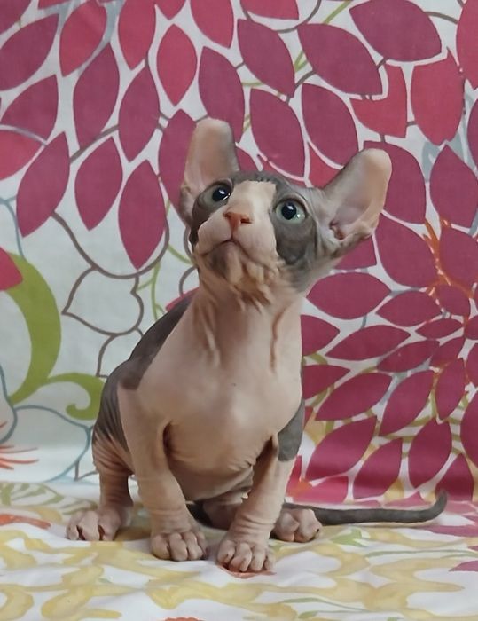 Милий хлопчик  ельф
