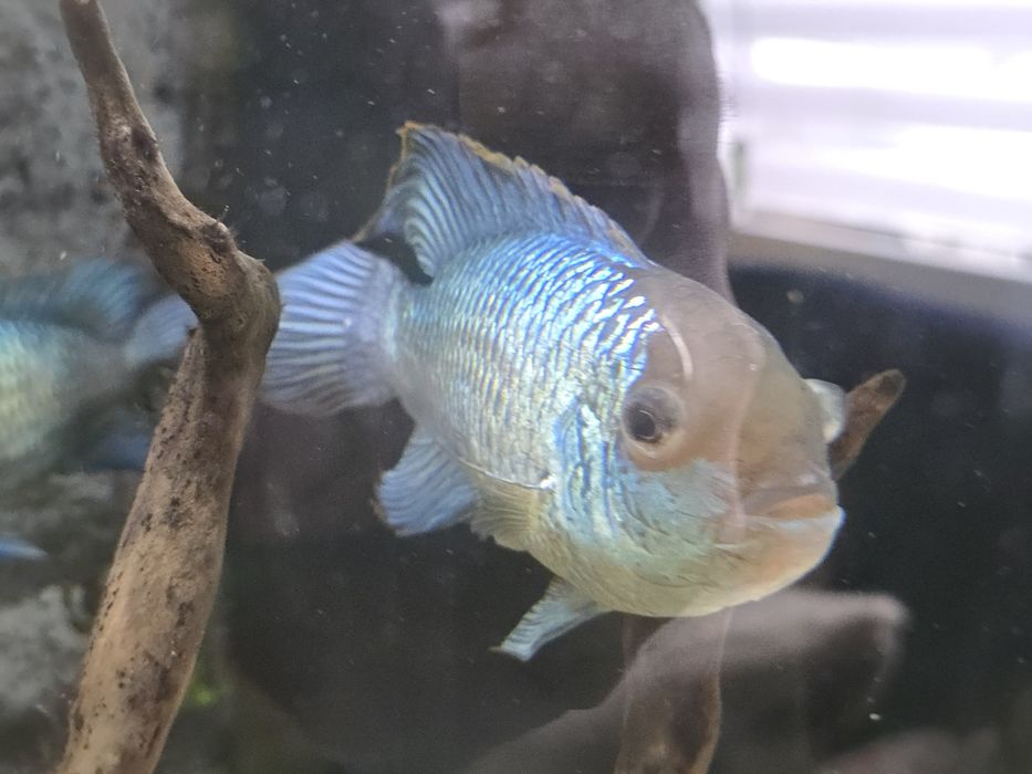 Akara electric blue