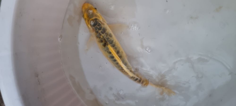 Carpa Koi - 30 cm
