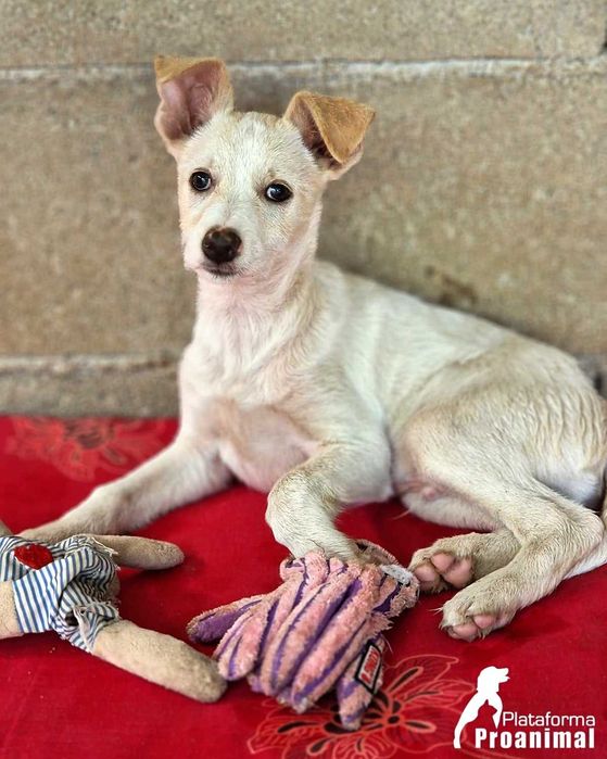 MARFIM - Cãozinho Bebe para Adoção