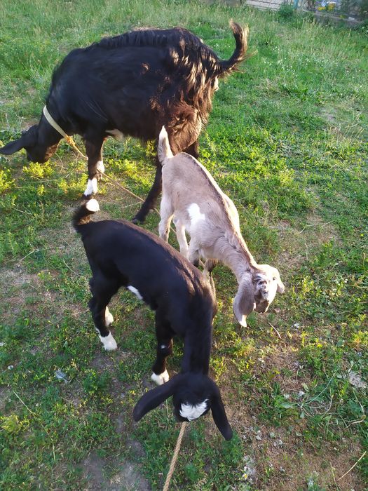 Продаю козу нубійку з козенятами