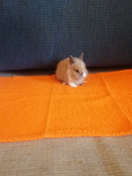 Króliczek karzełek Teddy