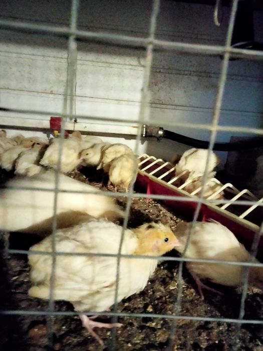 Продам молоді перепілки.