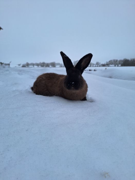 Króliki kuny wielkie brązowe z rodowodem