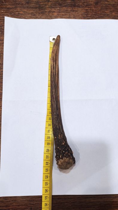 Poroże tyka młodego jelenia