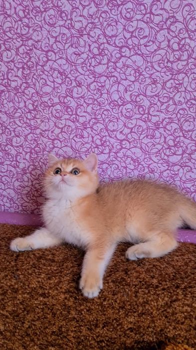 Куколка золотая шиншилла ny11