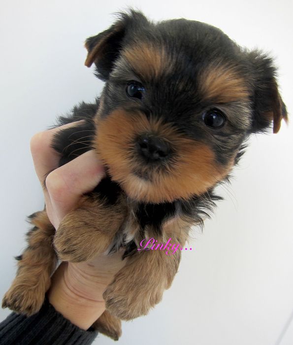 Dziewczynka york  z Bolesławca