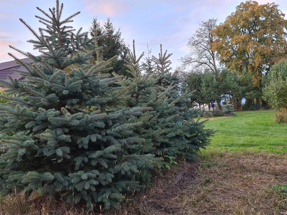 Choinki świąteczne, świerk z własnej plantacji