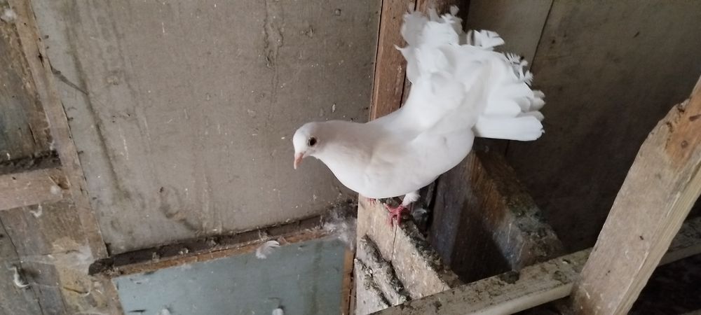 Віддам в добрі руки.