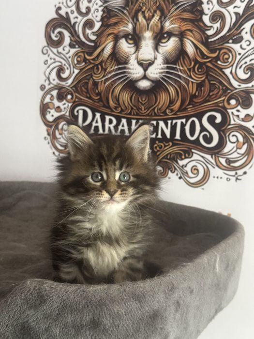 Мейн Кун хлопчик чорний мармурє