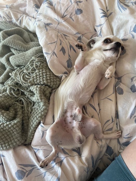 ВʼЯЗКА! Хлопчик міні 1,8 рочків, 1,6 кг. Не розвʼязаний.