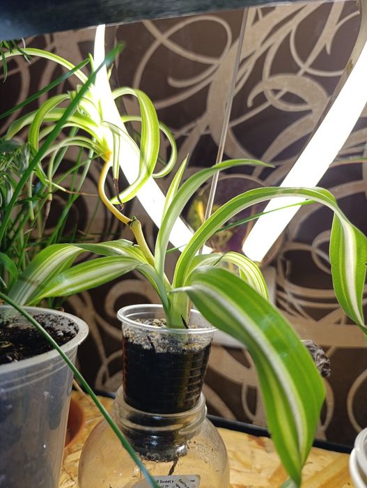 Гібіскус кімнатний, молочай біложилковий, хлорофітум чубатий.