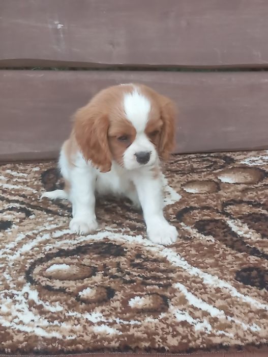 Cavalier king charles spaniel