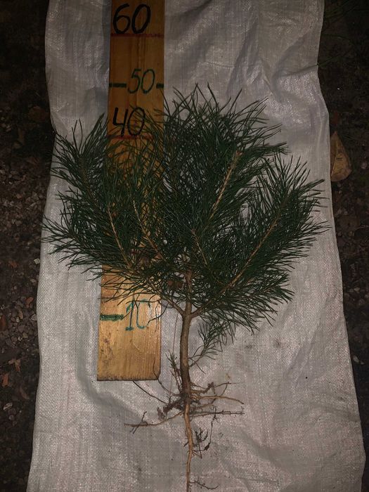 Саджанці Сосна звичайна.