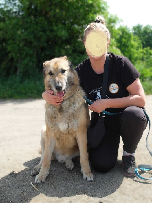 Szukasz przyjaciela na 4 lapach? Dostojny Major oczekuje na propozycje adopcji :)