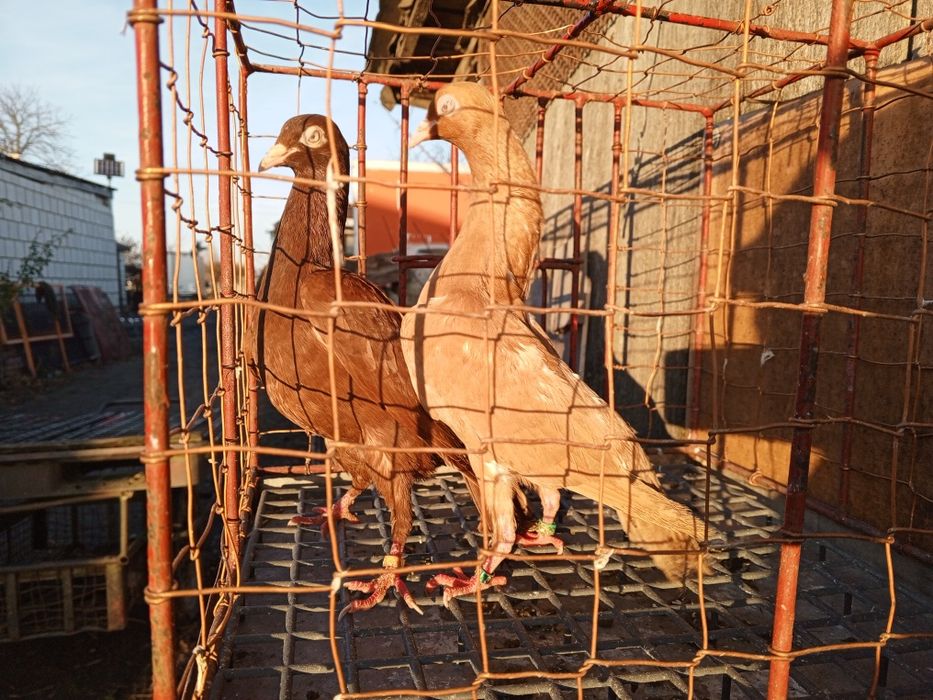 Stargardzkie Starogardzkie pulsujące ptaki gołębie ozdobne para