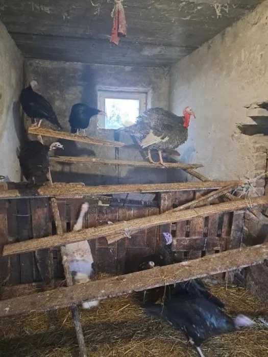 Indyki do sprzedania