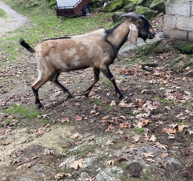 Disponiveis animais de quinta