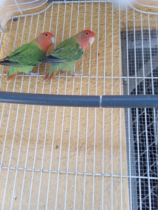 Vendo casal de agapórnis