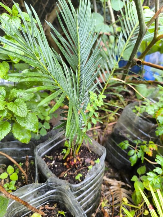 Cicas, árvores de jardim