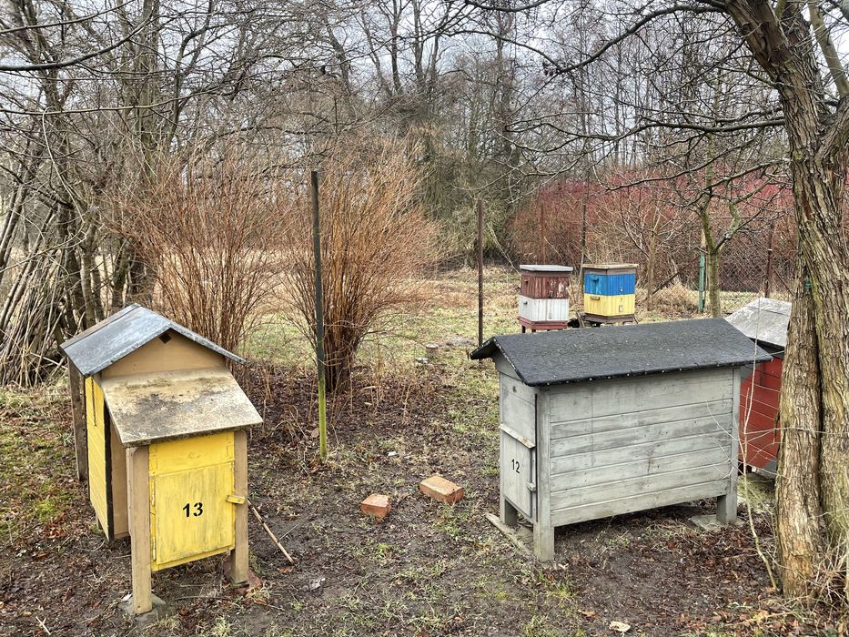 Sprzedam ule z pszczołami