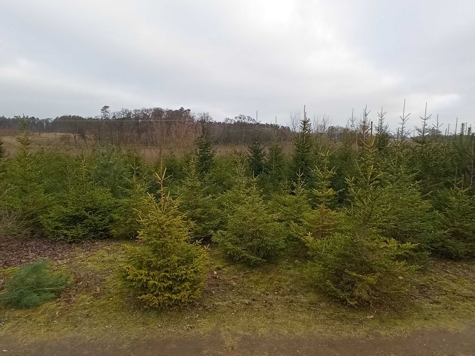 Choinki prosto z plantacji