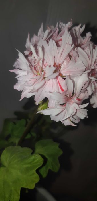 Пеларгонія стелар свіжозріз з квіткою Rihard Hodgston