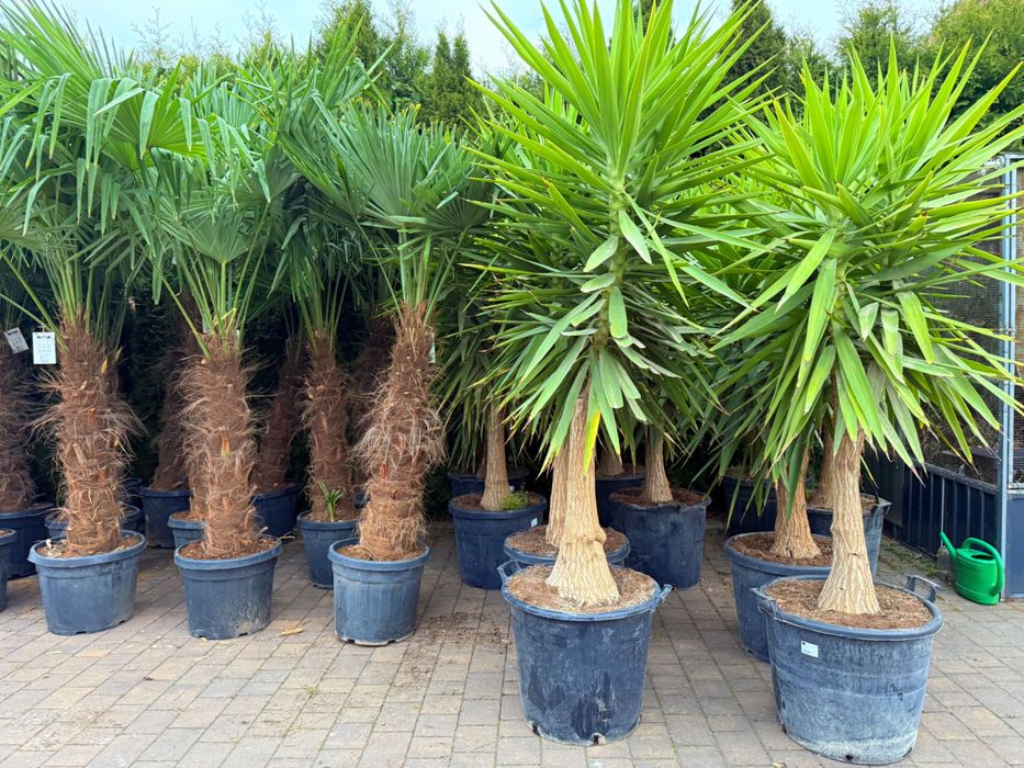 Trachycarpus fortunei palma mrozoodporna duża do ogrodu taras egzotyczna